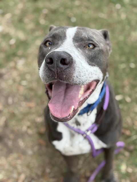 Enlarge COOKIE, a Adoptable Pit Bull Terrier in Sugar Land, TX image 3/3