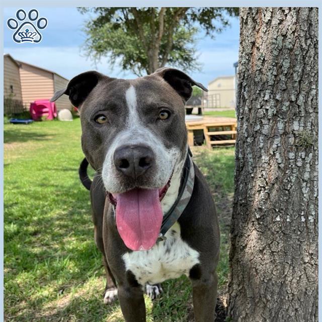 Enlarge COOKIE, a Adoptable Pit Bull Terrier in Sugar Land, TX image 1/1