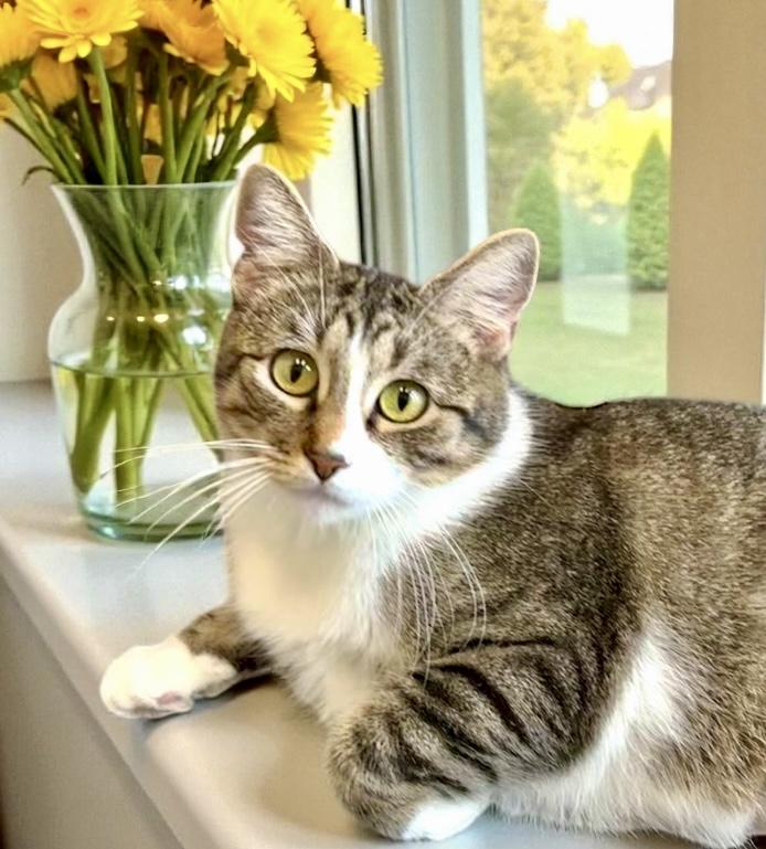 Madonna, a Adoptable Domestic Short Hair in Perry, IA image 1/3