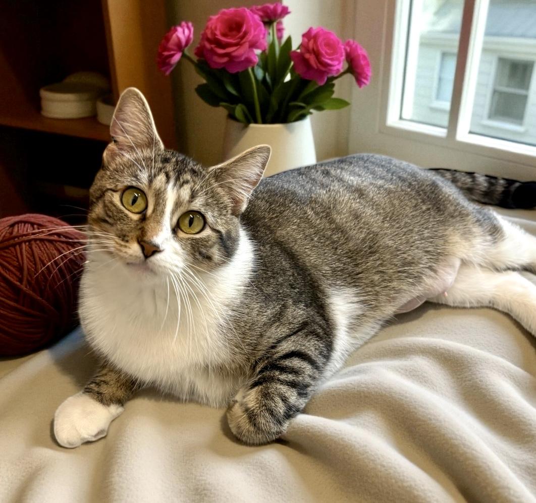 Madonna, a Adoptable Domestic Short Hair in Perry, IA image 2/3