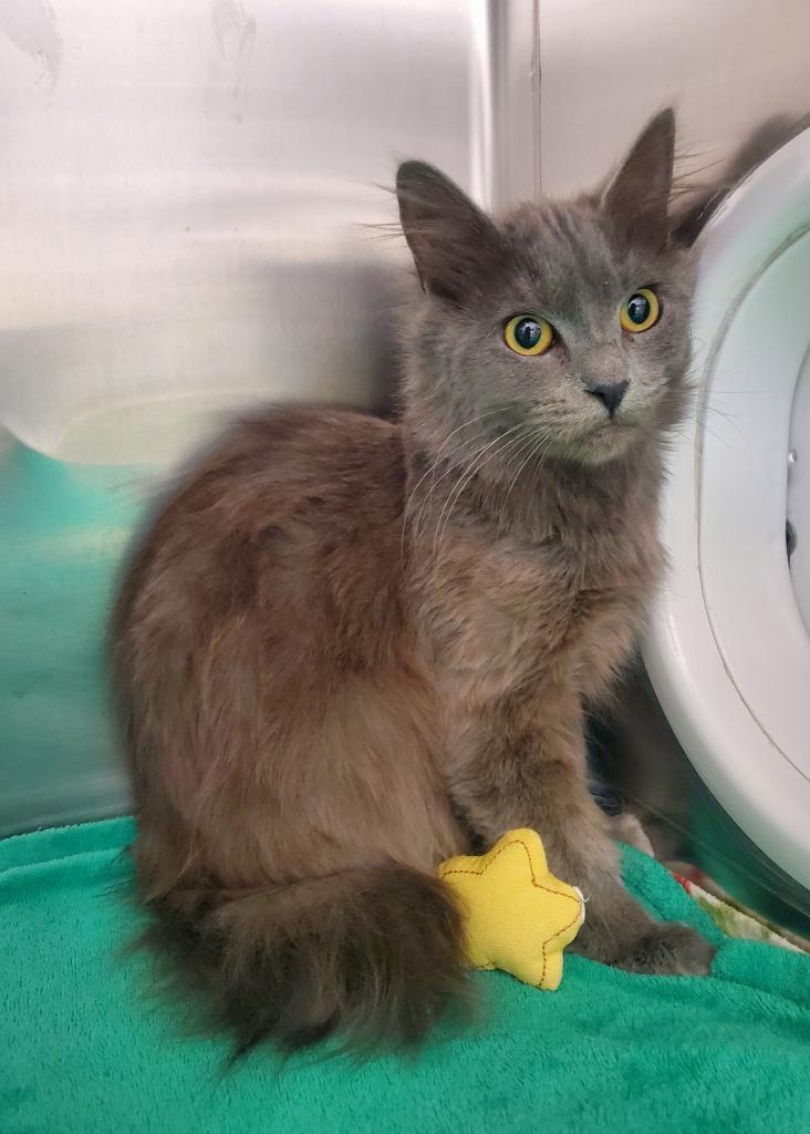 Freya, Adoptable, Kitten Female Domestic Medium Hair.