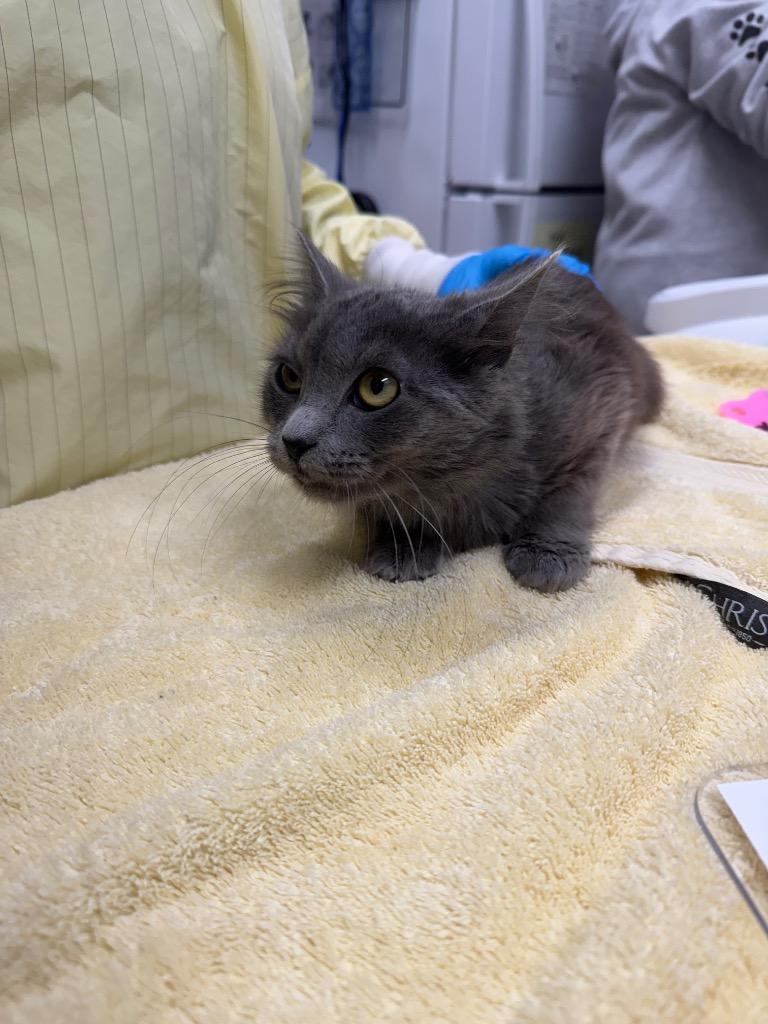 Freya, a Adoptable mixed breed in Grants Pass, OR image 2/2