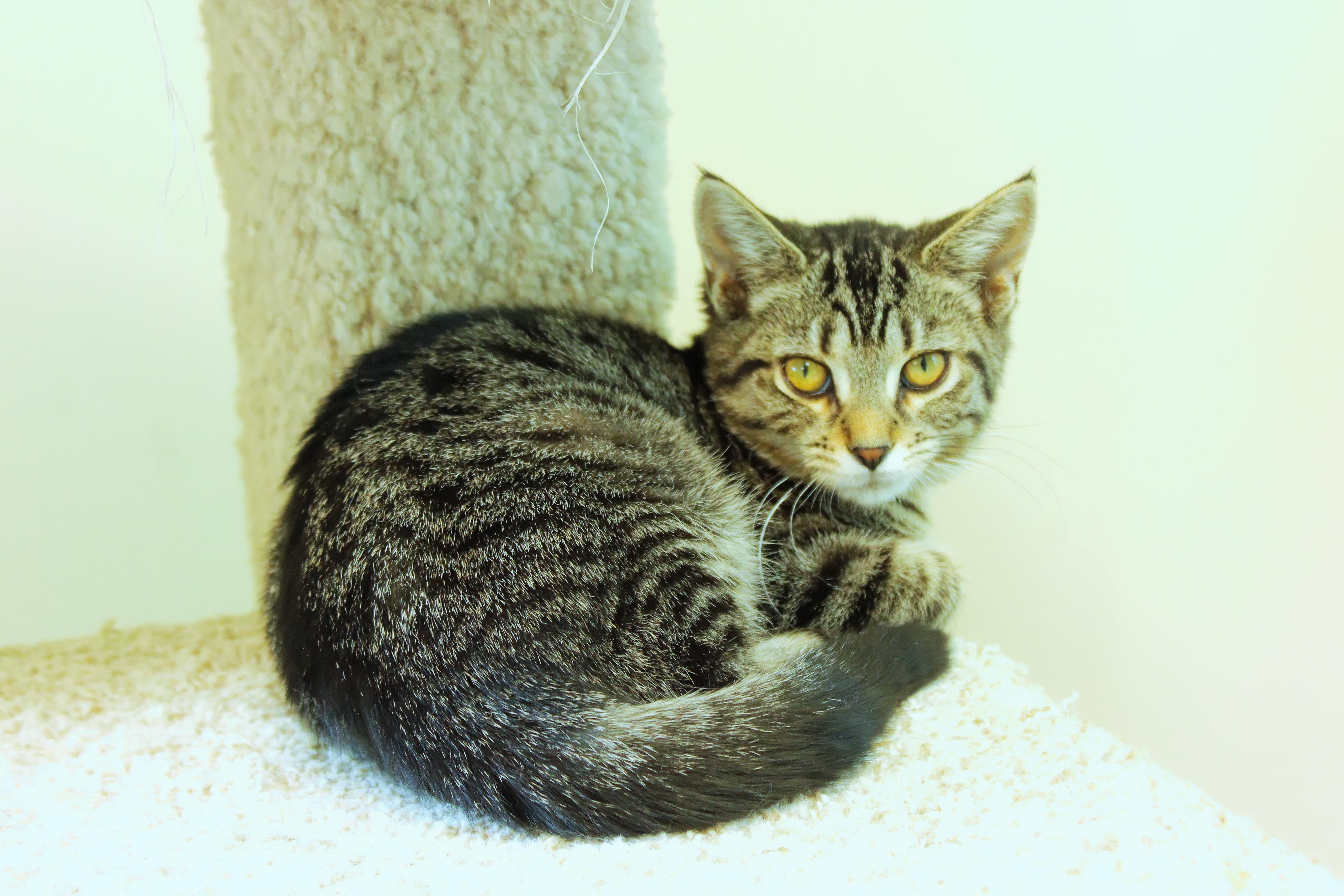 Enlarge Maeve, a ADOPTABLE Domestic Short Hair in Urbana, OH image 5/6