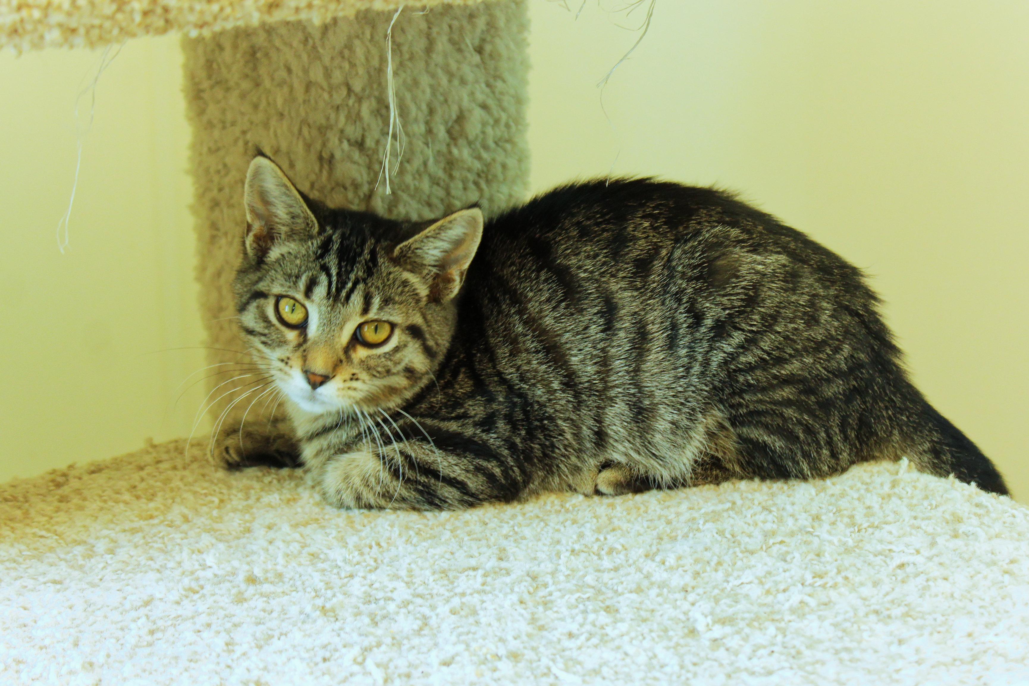 Enlarge Maeve, a ADOPTABLE Domestic Short Hair in Urbana, OH image 3/6