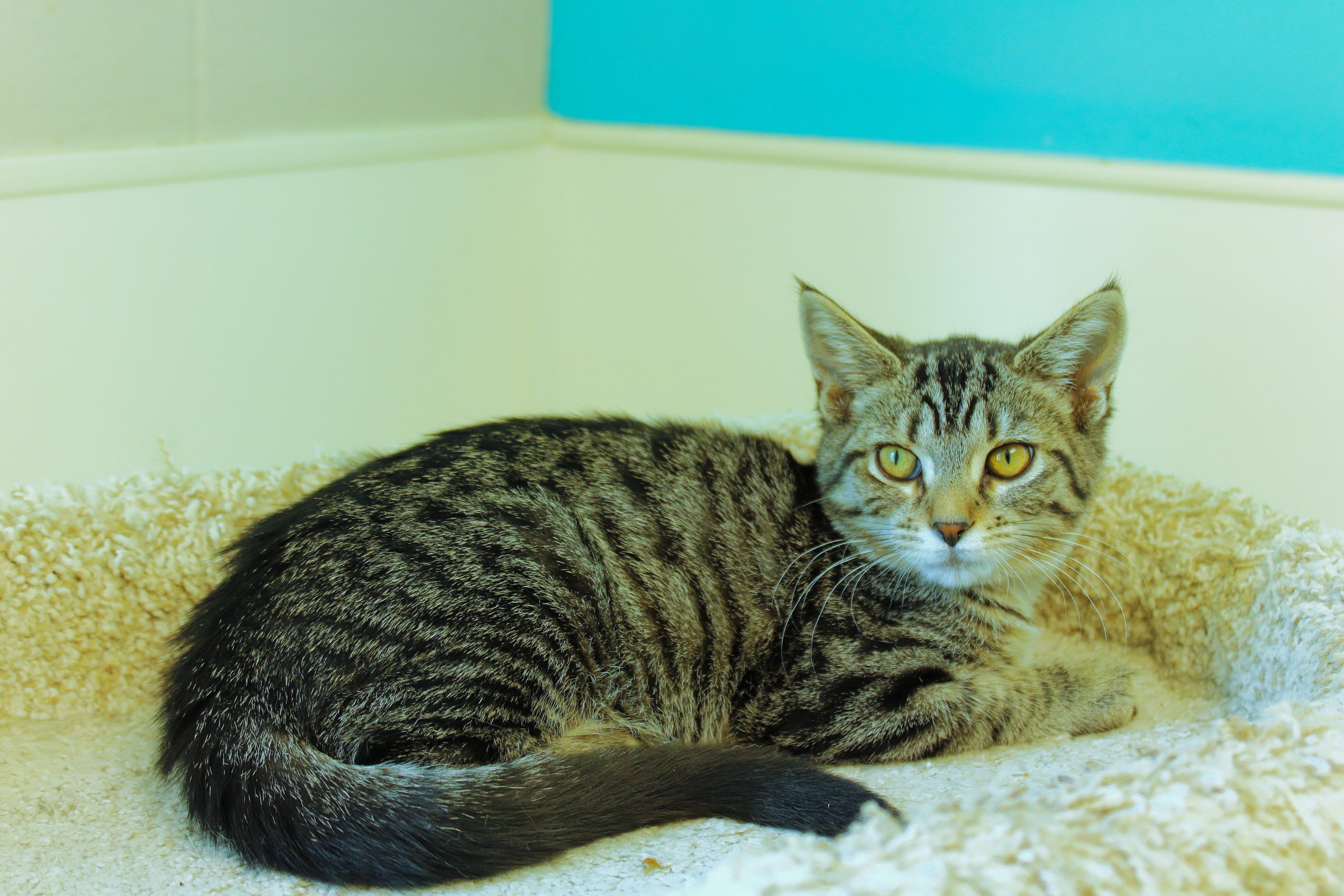 Enlarge Maeve, a ADOPTABLE Domestic Short Hair in Urbana, OH image 4/6
