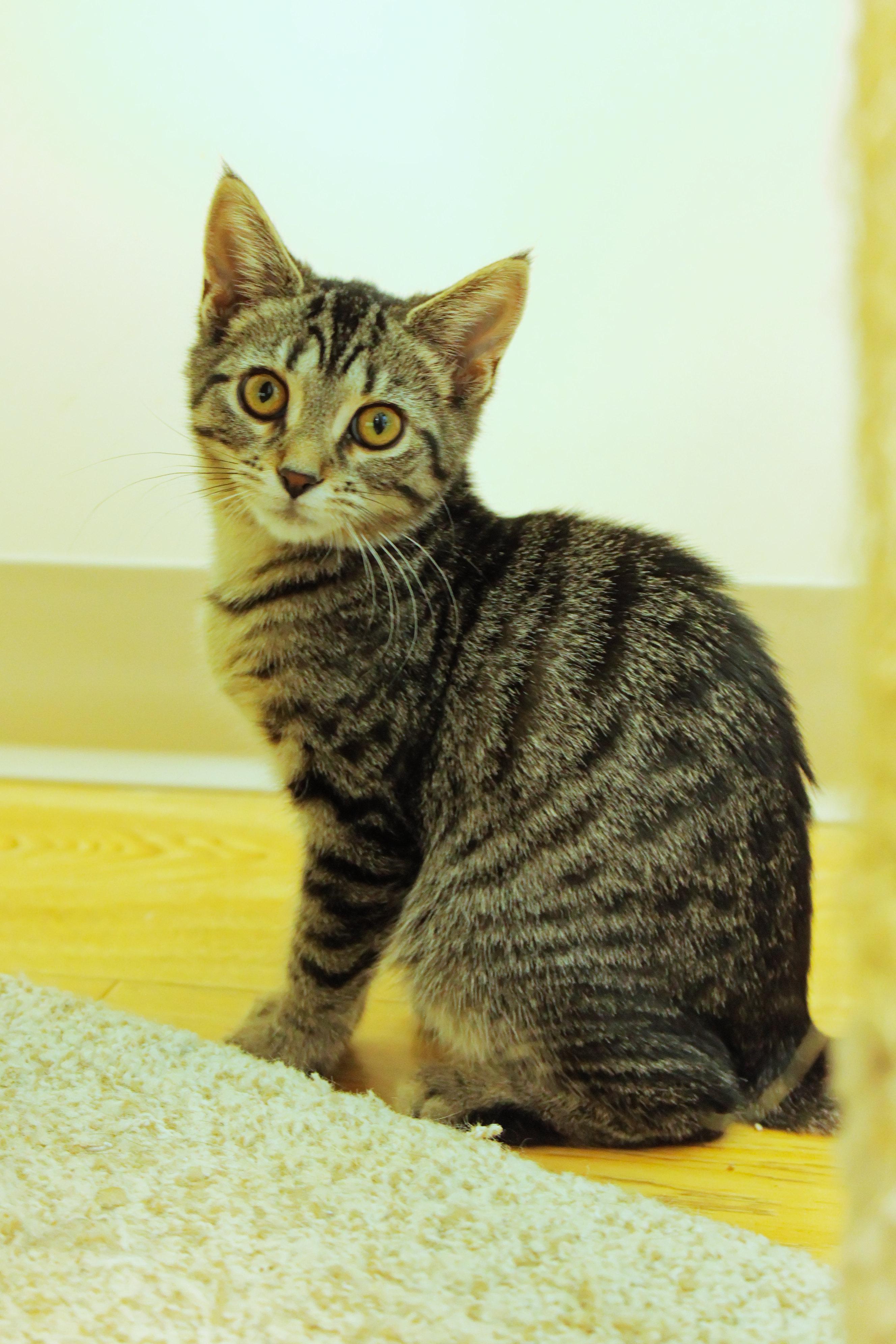 Enlarge Maeve, a ADOPTABLE Domestic Short Hair in Urbana, OH image 1/6