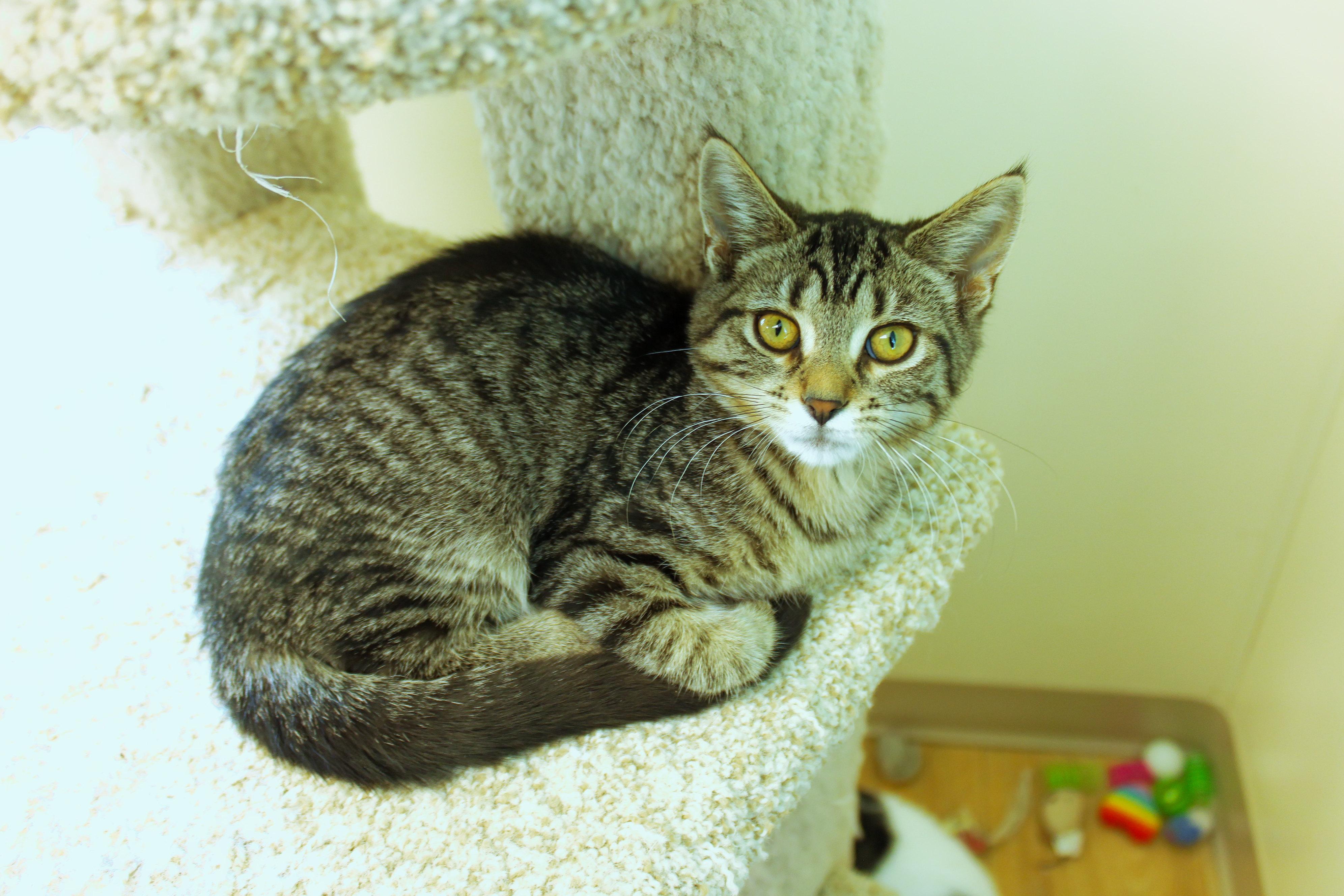 Enlarge Maeve, a ADOPTABLE Domestic Short Hair in Urbana, OH image 2/6