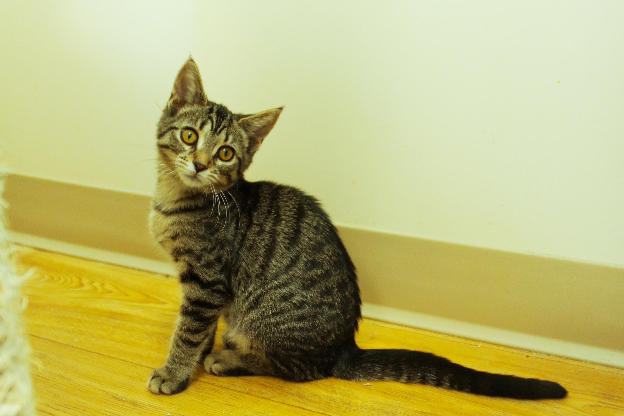 Enlarge Maeve, a ADOPTABLE Domestic Short Hair in Urbana, OH image 6/6