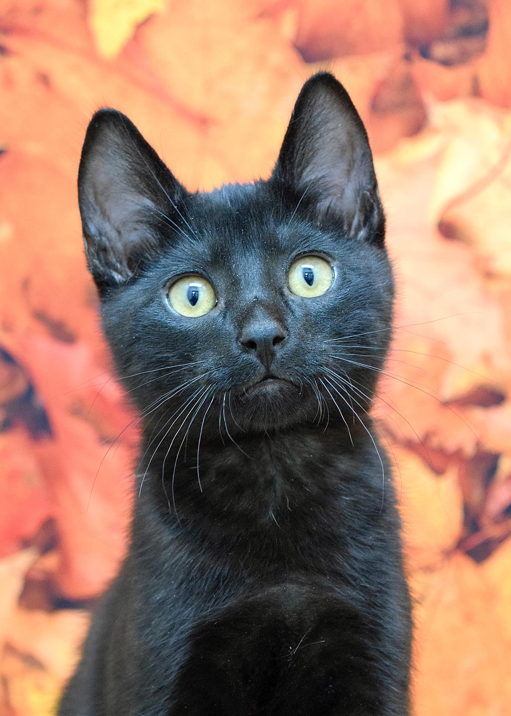 Armani, a Adoptable Domestic Short Hair in Dublin, CA image 5/5