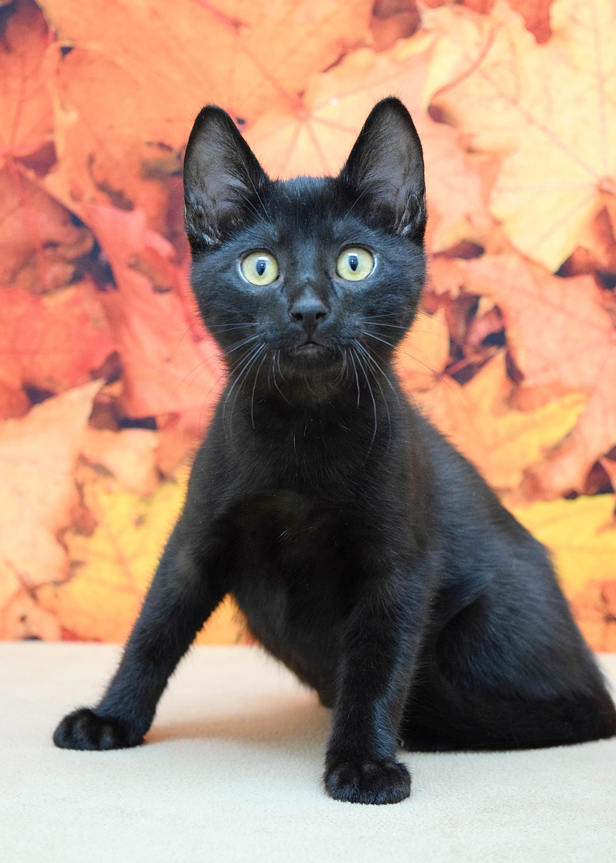 Armani, a Adoptable Domestic Short Hair in Dublin, CA image 3/5