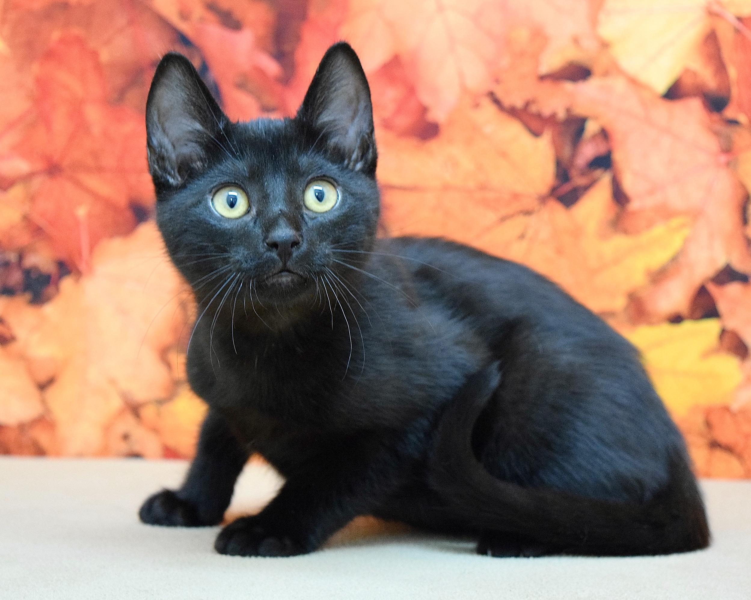 Armani, a Adoptable Domestic Short Hair in Dublin, CA image 4/5