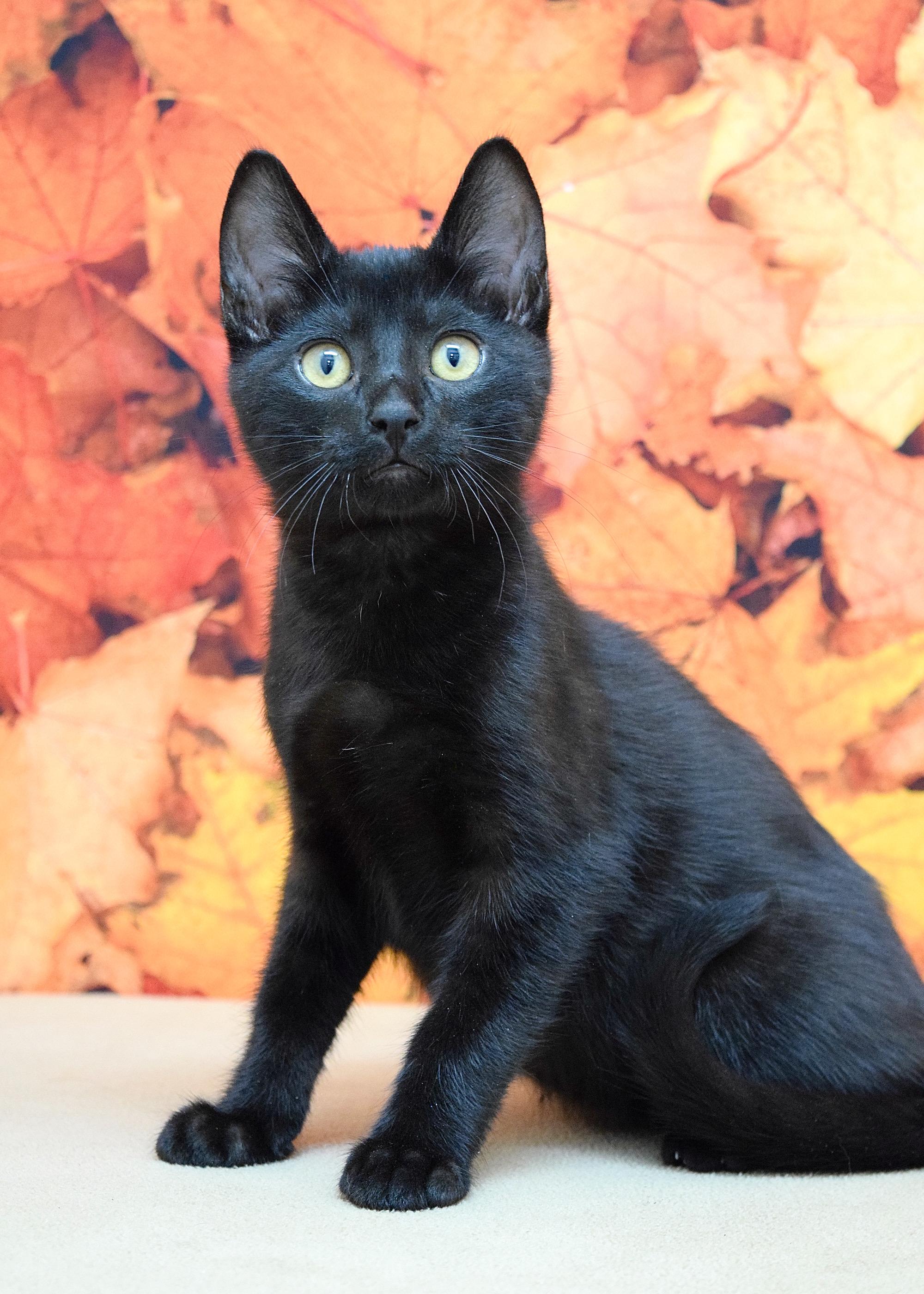 Armani, a Adoptable Domestic Short Hair in Dublin, CA image 2/5