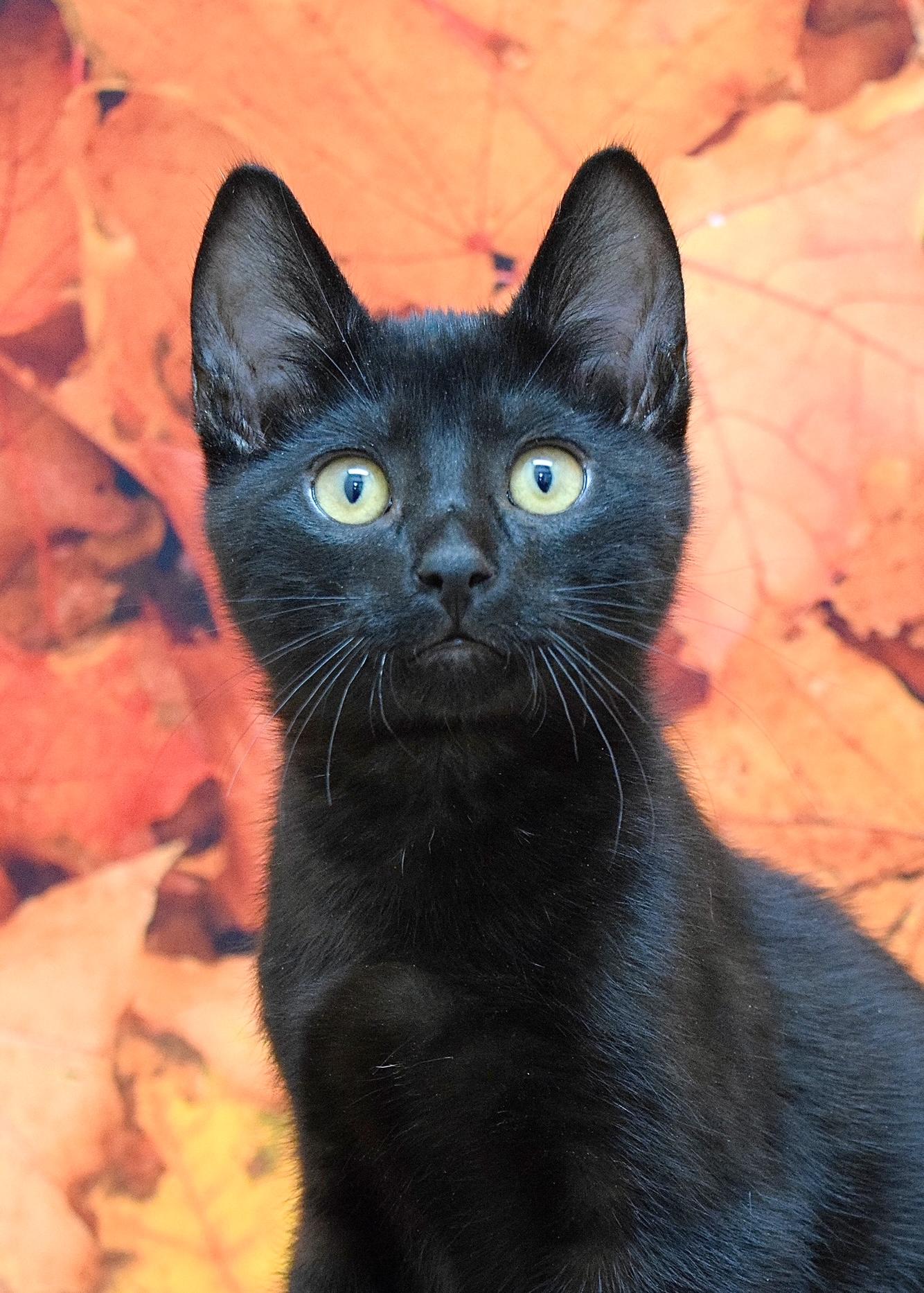 Armani, a Adoptable Domestic Short Hair in Dublin, CA image 1/5