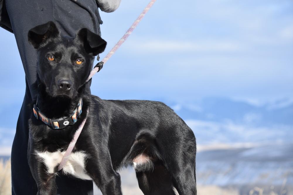 Sir Charles, Adoptable, Young Male Collie.