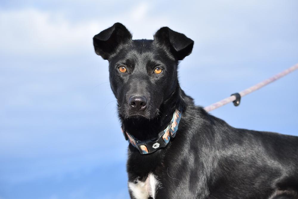 Enlarge Sir Charles, a Adoptable mixed breed in Salmon, ID image 2/6