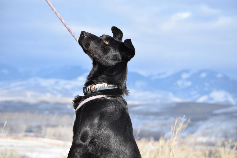 Enlarge Sir Charles, a Adoptable mixed breed in Salmon, ID image 4/6