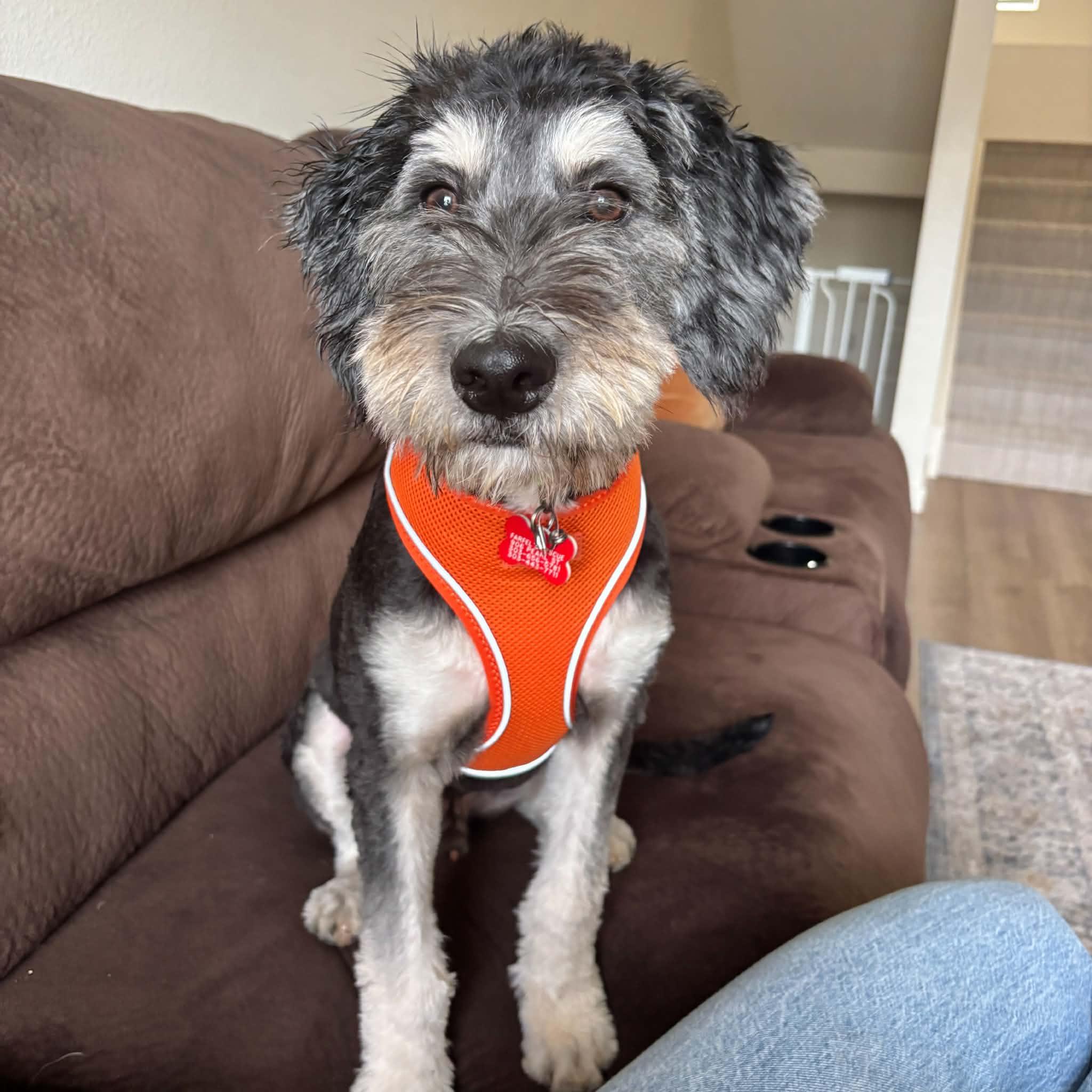 Enlarge Mojo, a ADOPTABLE mixed breed in Boulder, CO image 2/5
