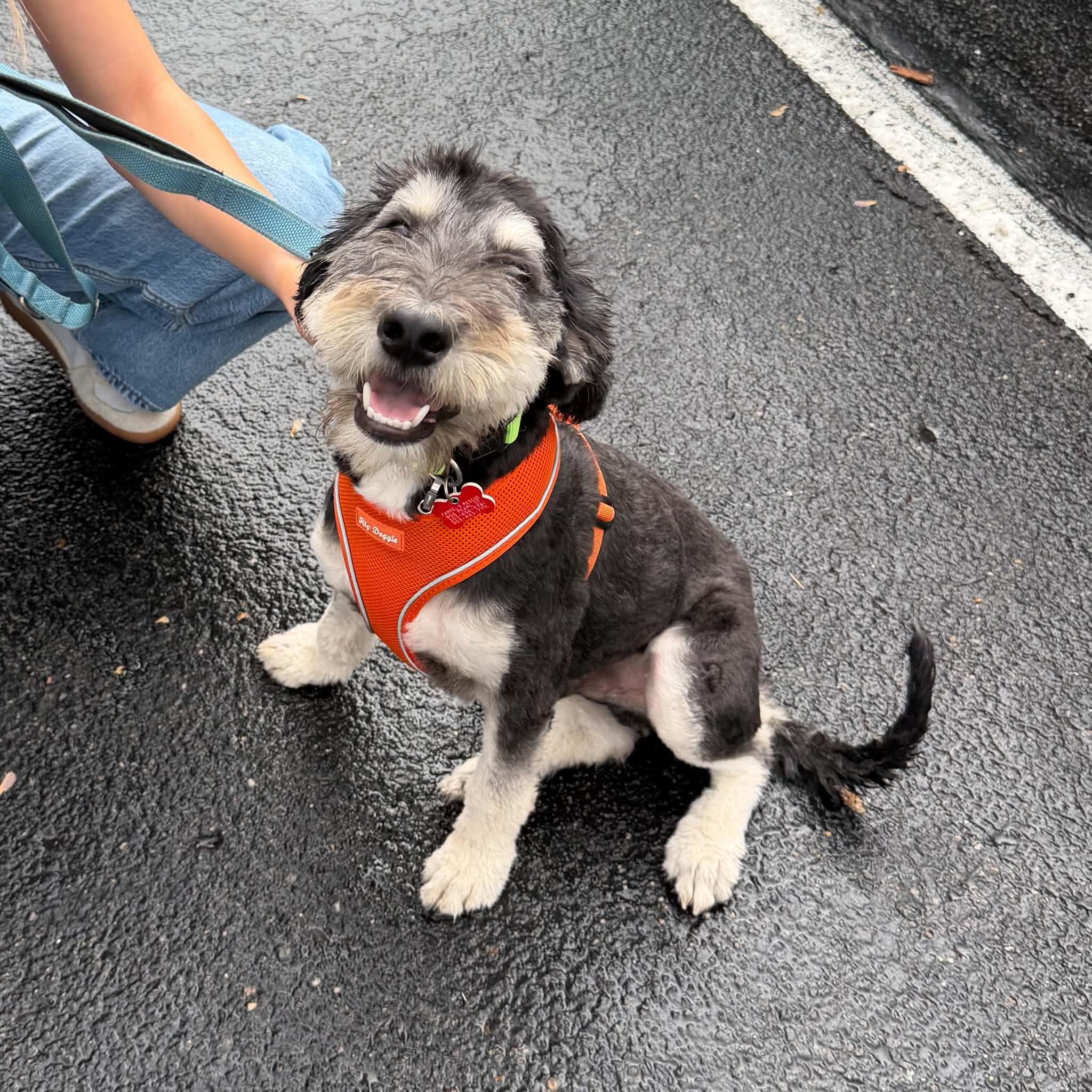 Enlarge Mojo, a ADOPTABLE mixed breed in Boulder, CO image 5/5