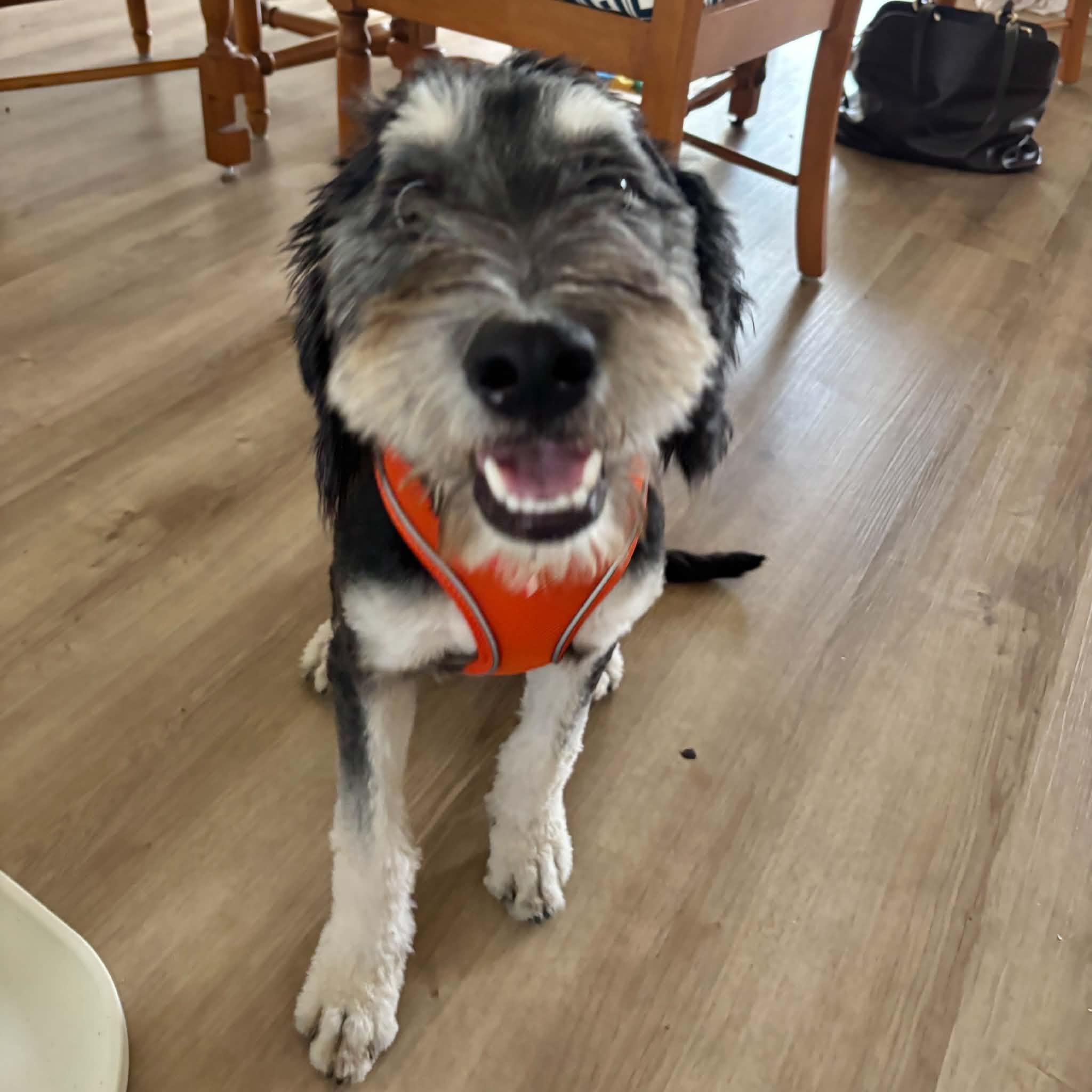 Enlarge Mojo, a ADOPTABLE mixed breed in Boulder, CO image 3/5