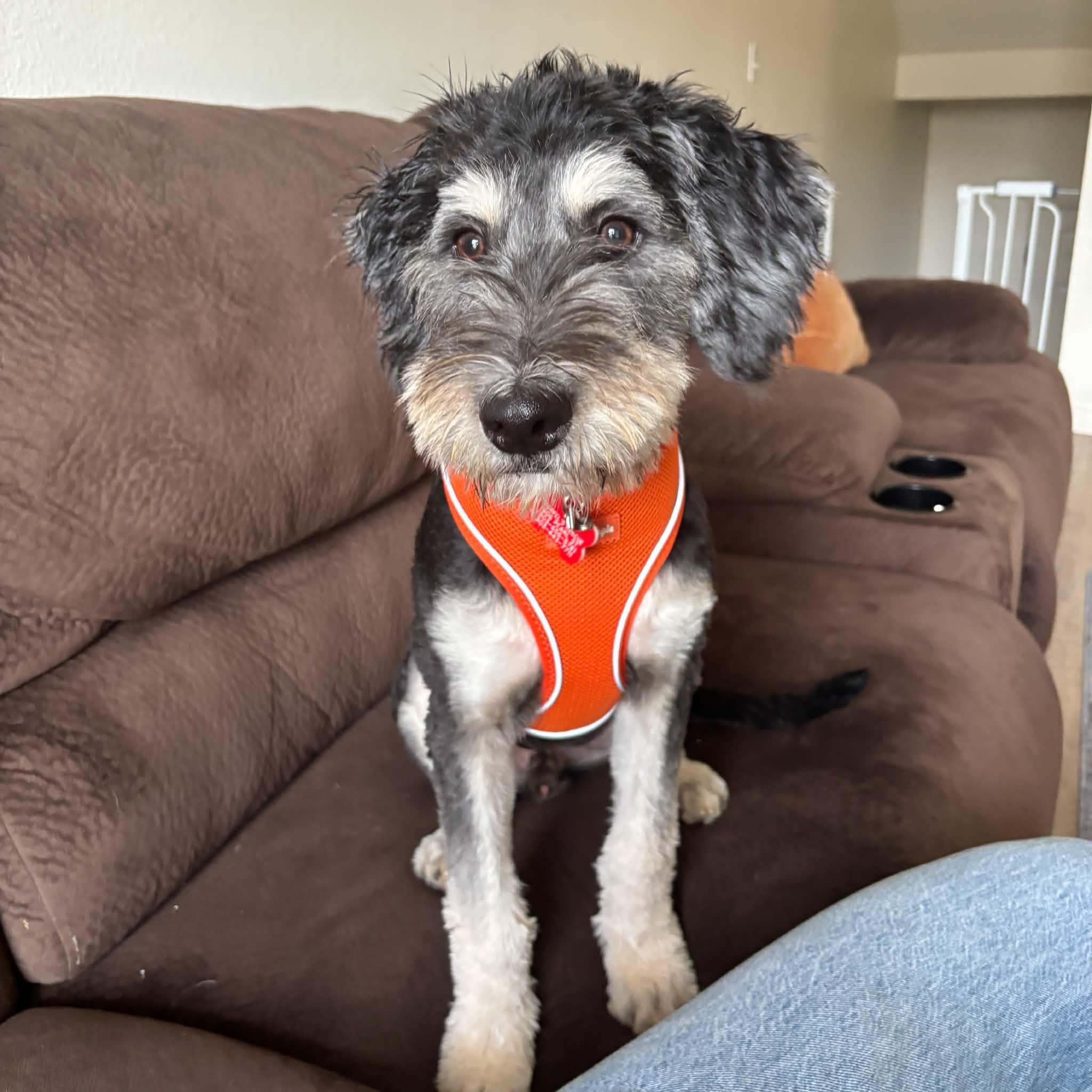 Mojo, ADOPTABLE, Young Male Schnauzer & Poodle.