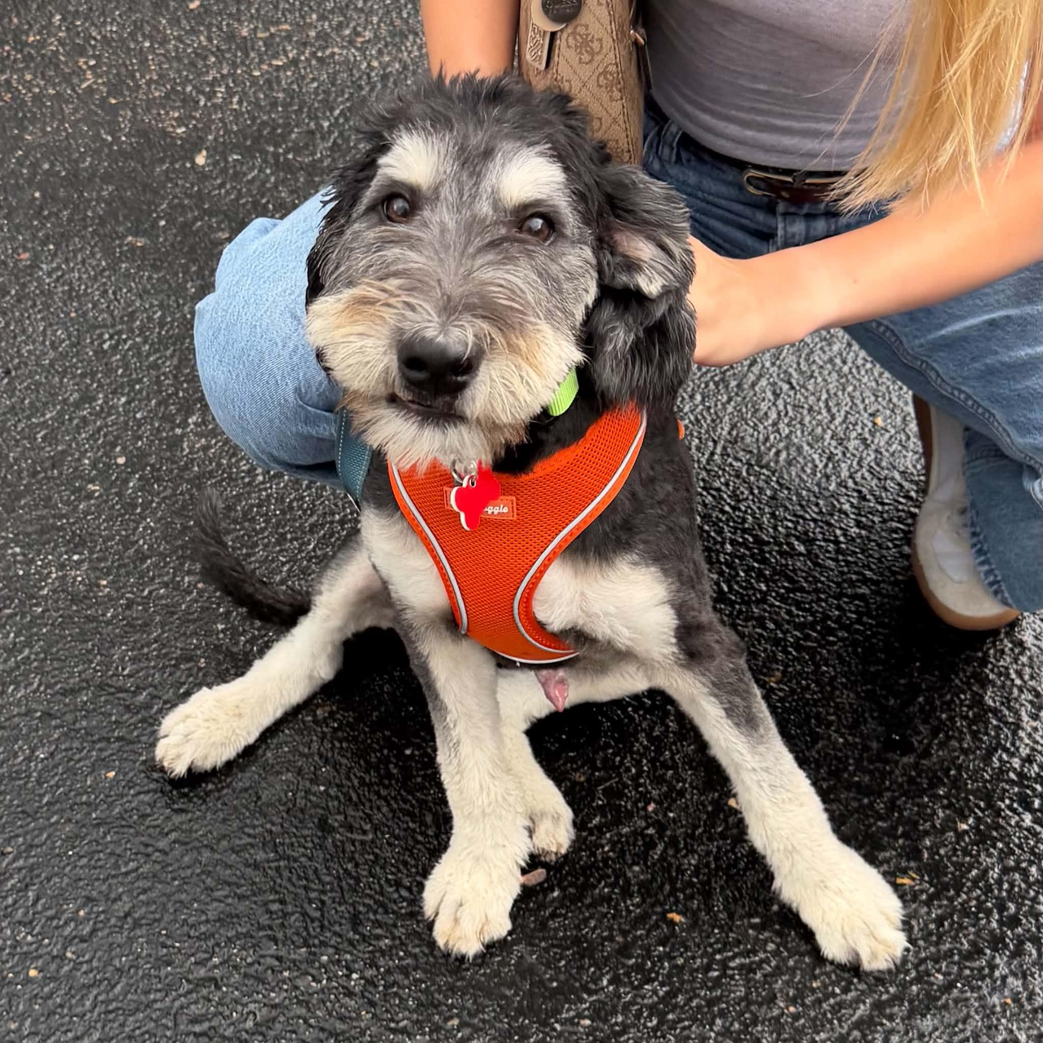 Enlarge Mojo, a ADOPTABLE mixed breed in Boulder, CO image 4/5