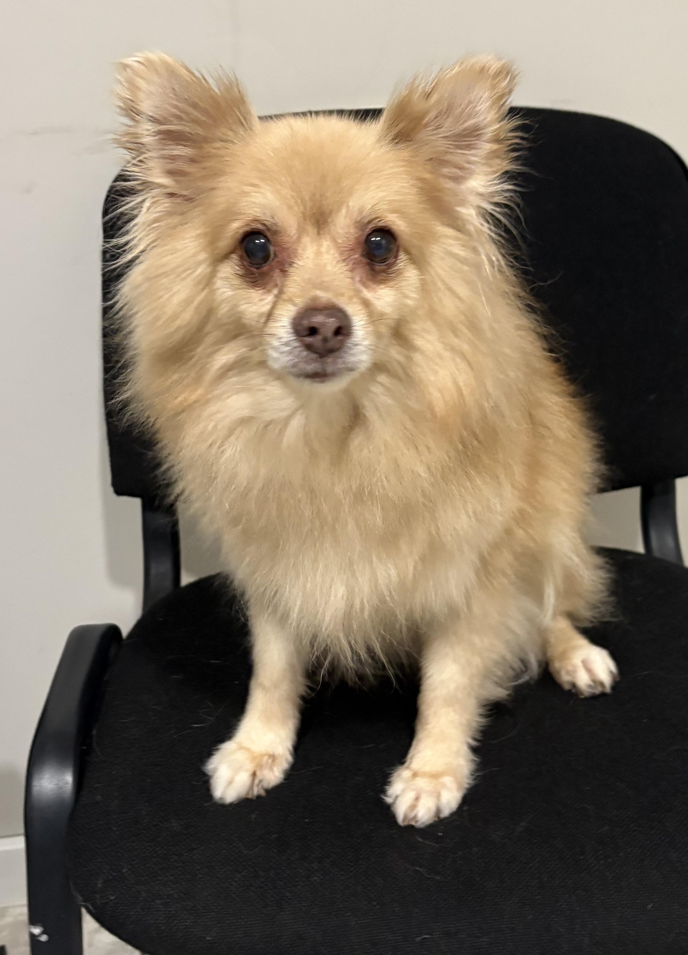 Jazzy, an adoptable Pomeranian in Grant, NE, 69140 | Photo Image 2