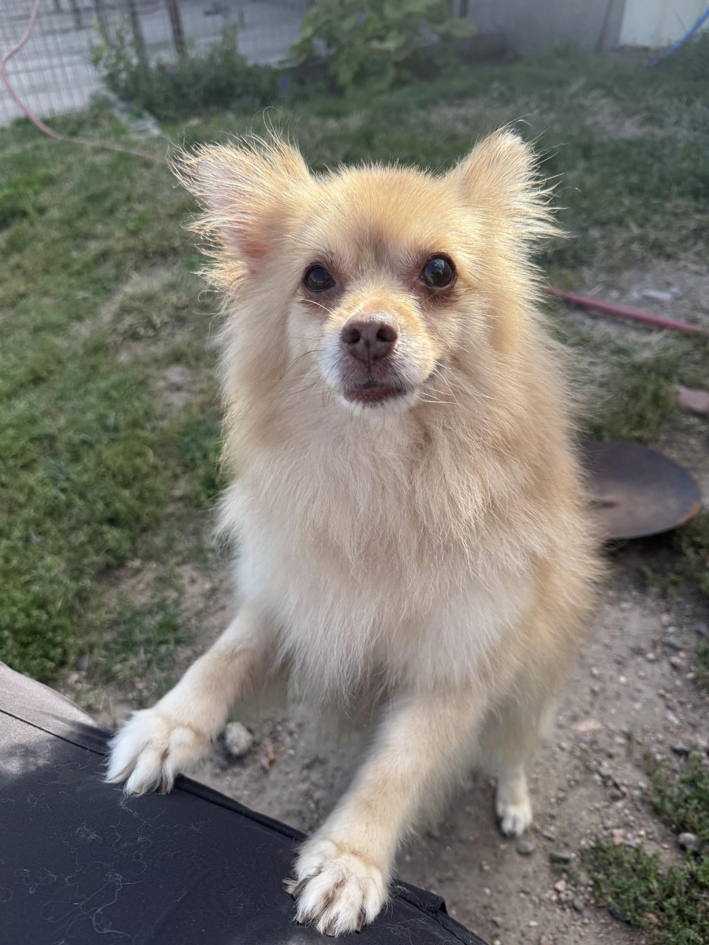 Jazzy, an adoptable Pomeranian in Grant, NE, 69140 | Photo Image 1