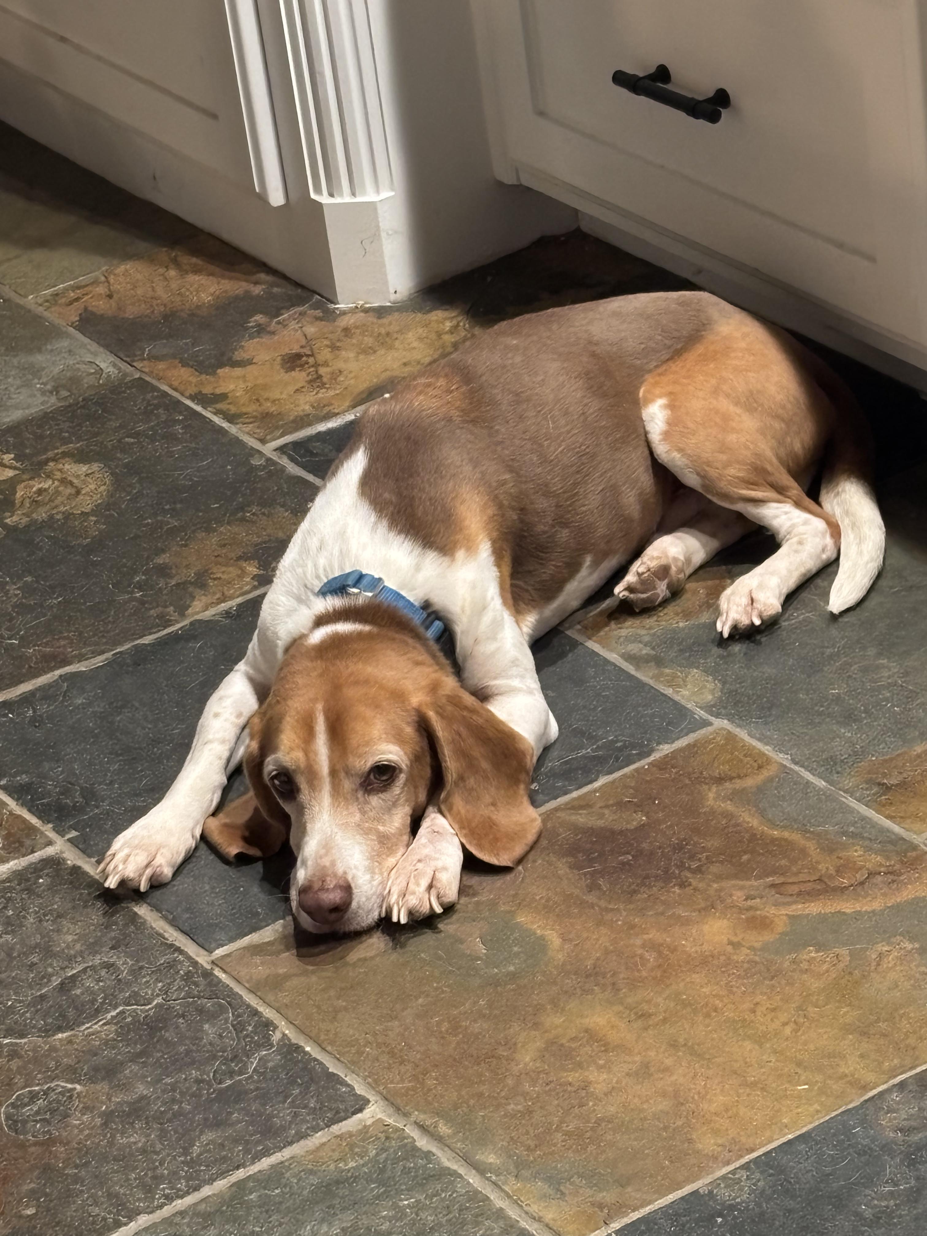 Enlarge Marty, an adopted Beagle in Athens, TX image 5/6