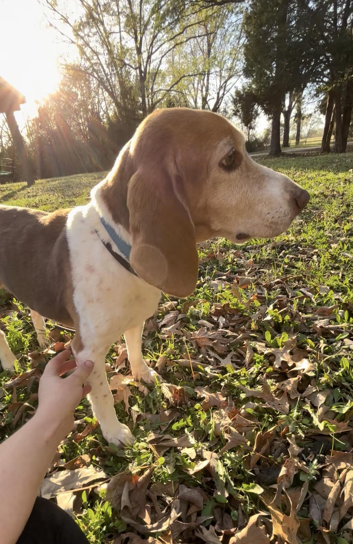 Enlarge Marty, an adopted Beagle in Athens, TX image 3/6