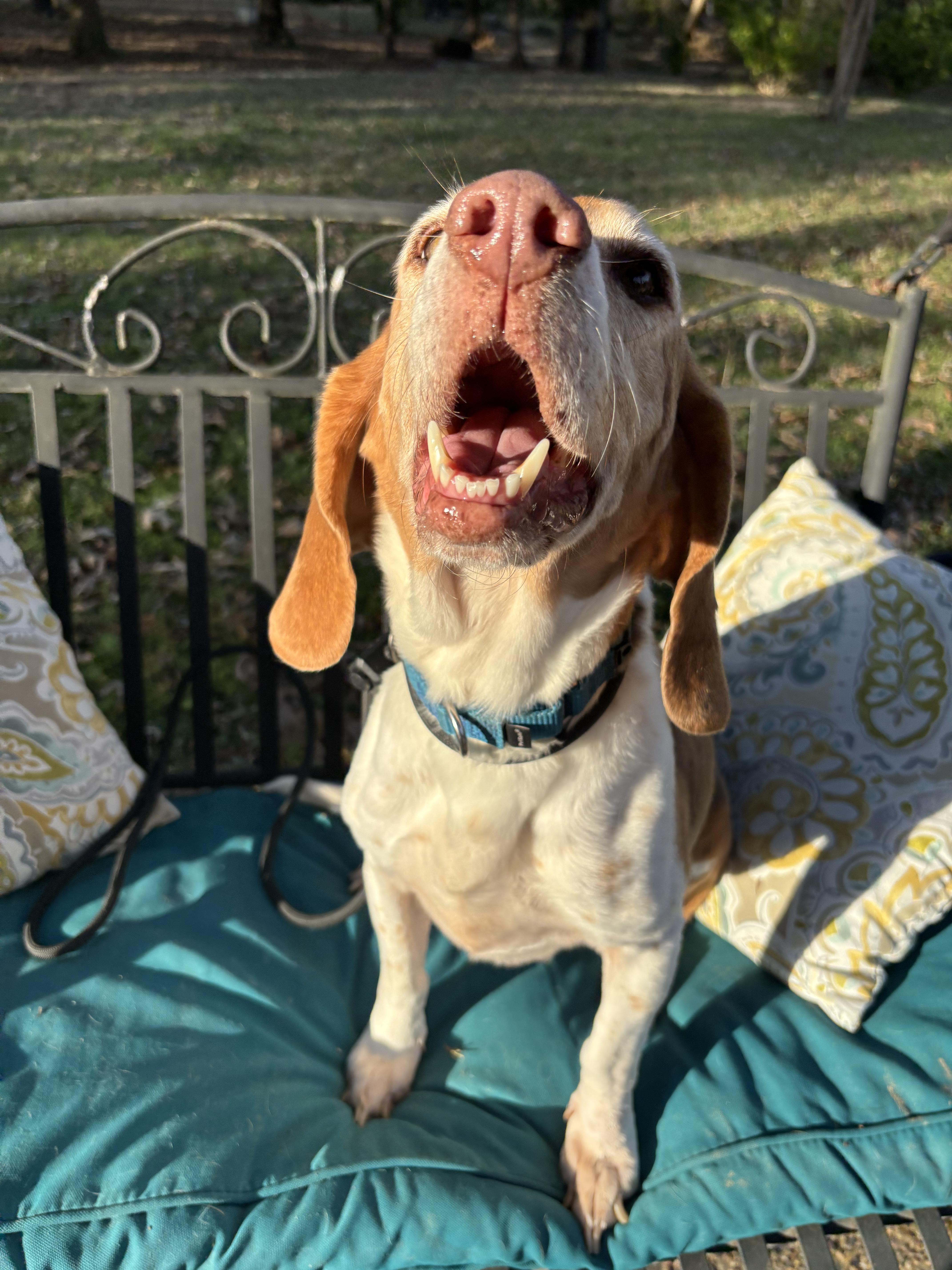 Enlarge Marty, an adopted Beagle in Athens, TX image 6/6