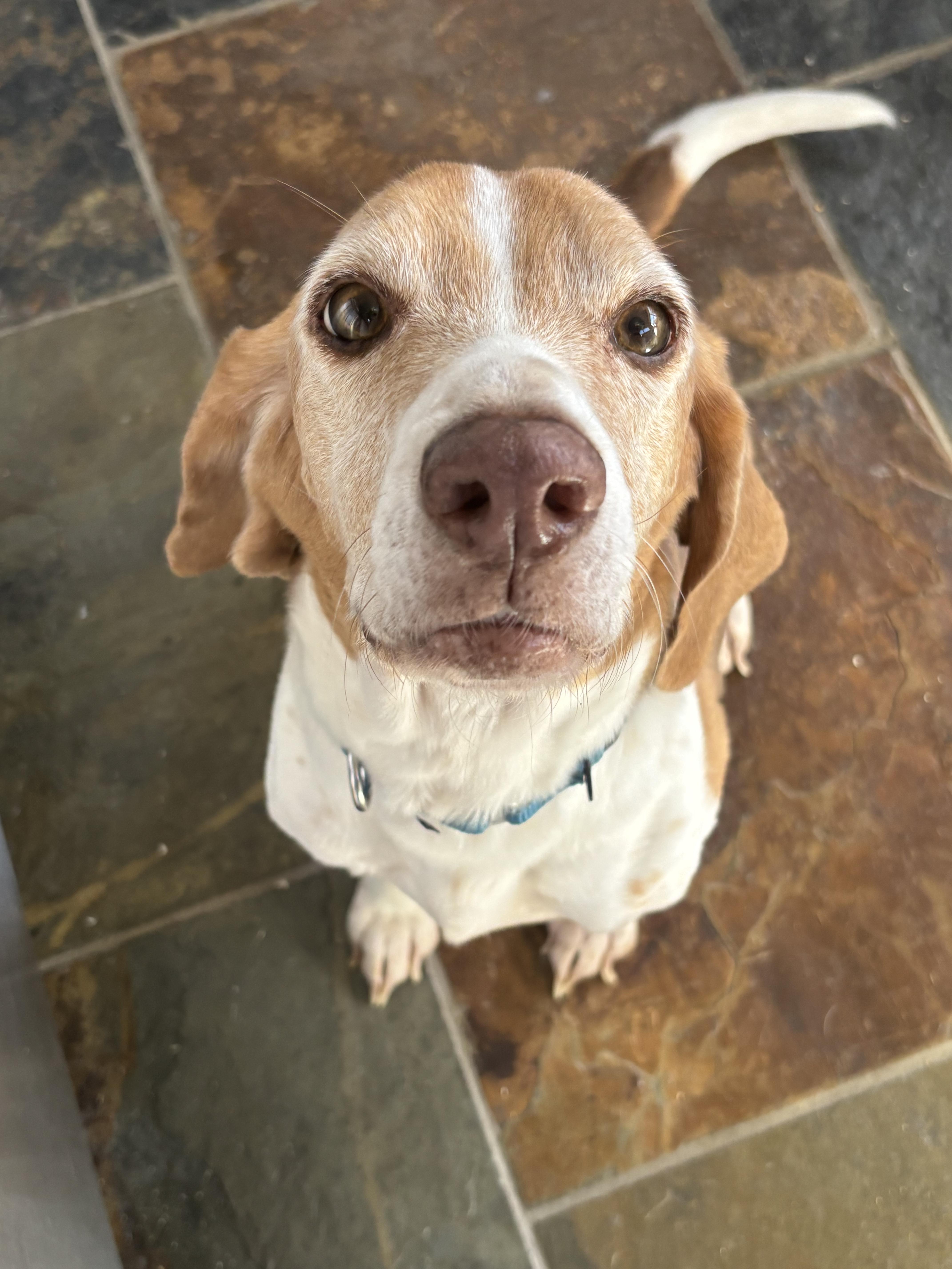 Enlarge Marty, an adopted Beagle in Athens, TX image 2/6