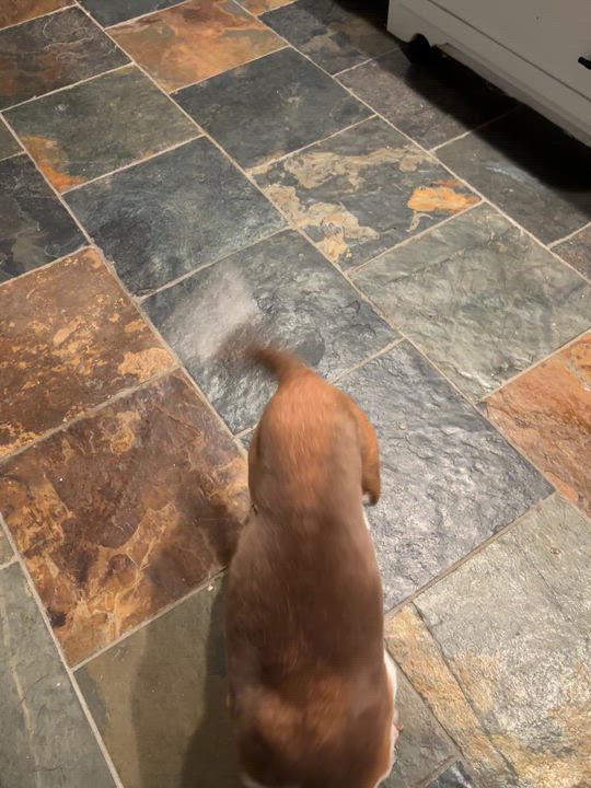 Enlarge Marty, an adopted Beagle in Athens, TX video 4/6