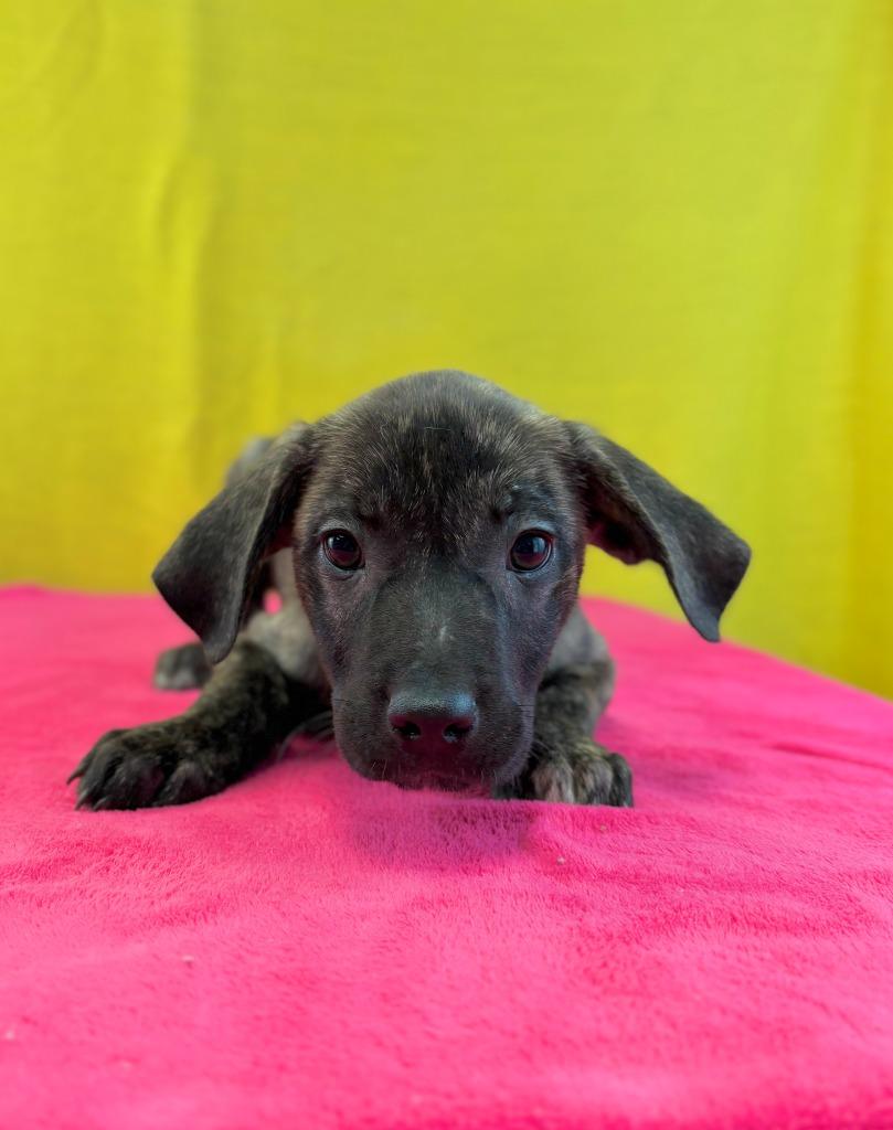 Pan, Adoptable, Puppy Female Black Mouth Cur & Labrador Retriever.