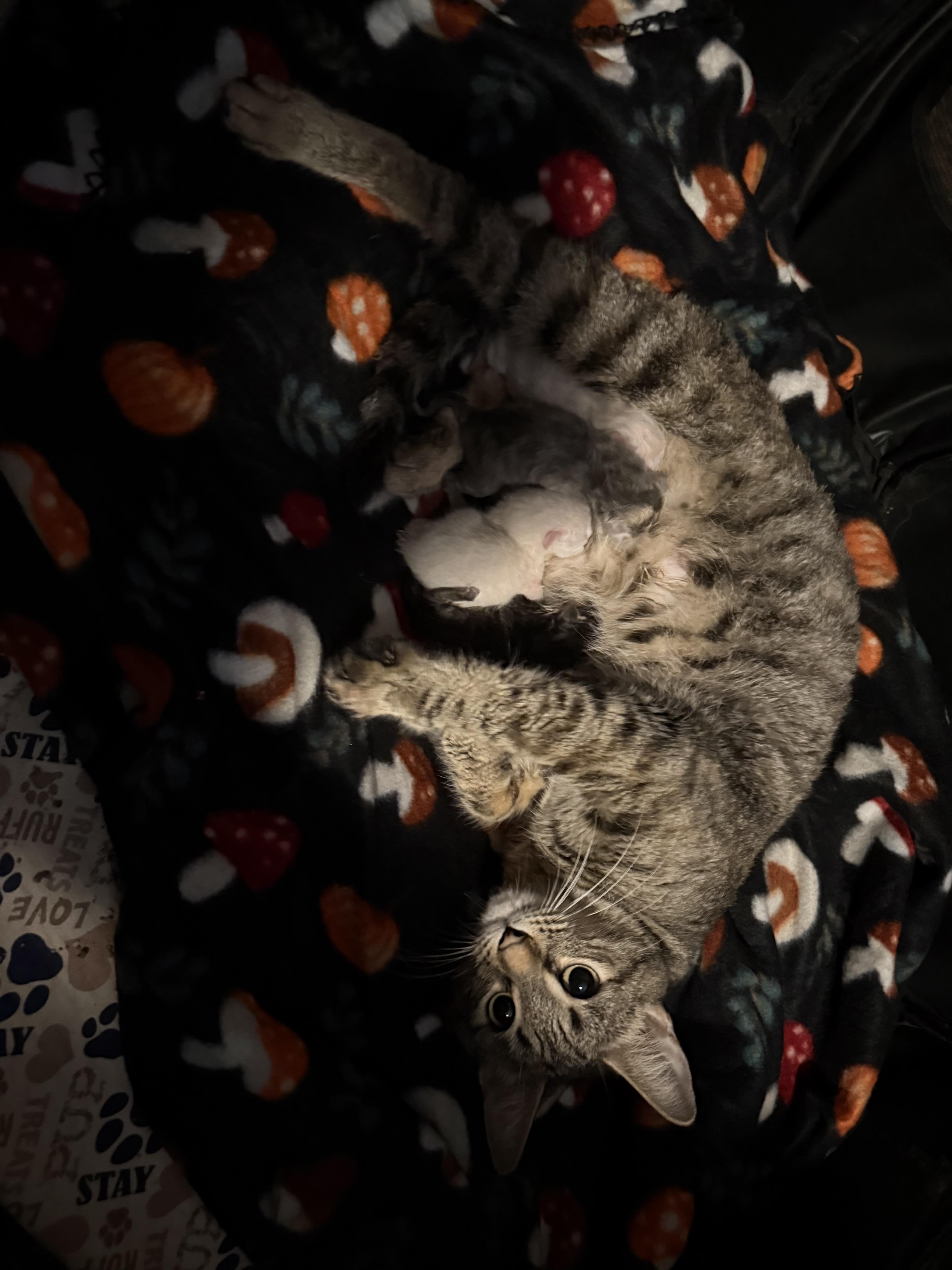 Enlarge Ember, a Adoptable Domestic Short Hair in Delmar, NY image 5/5