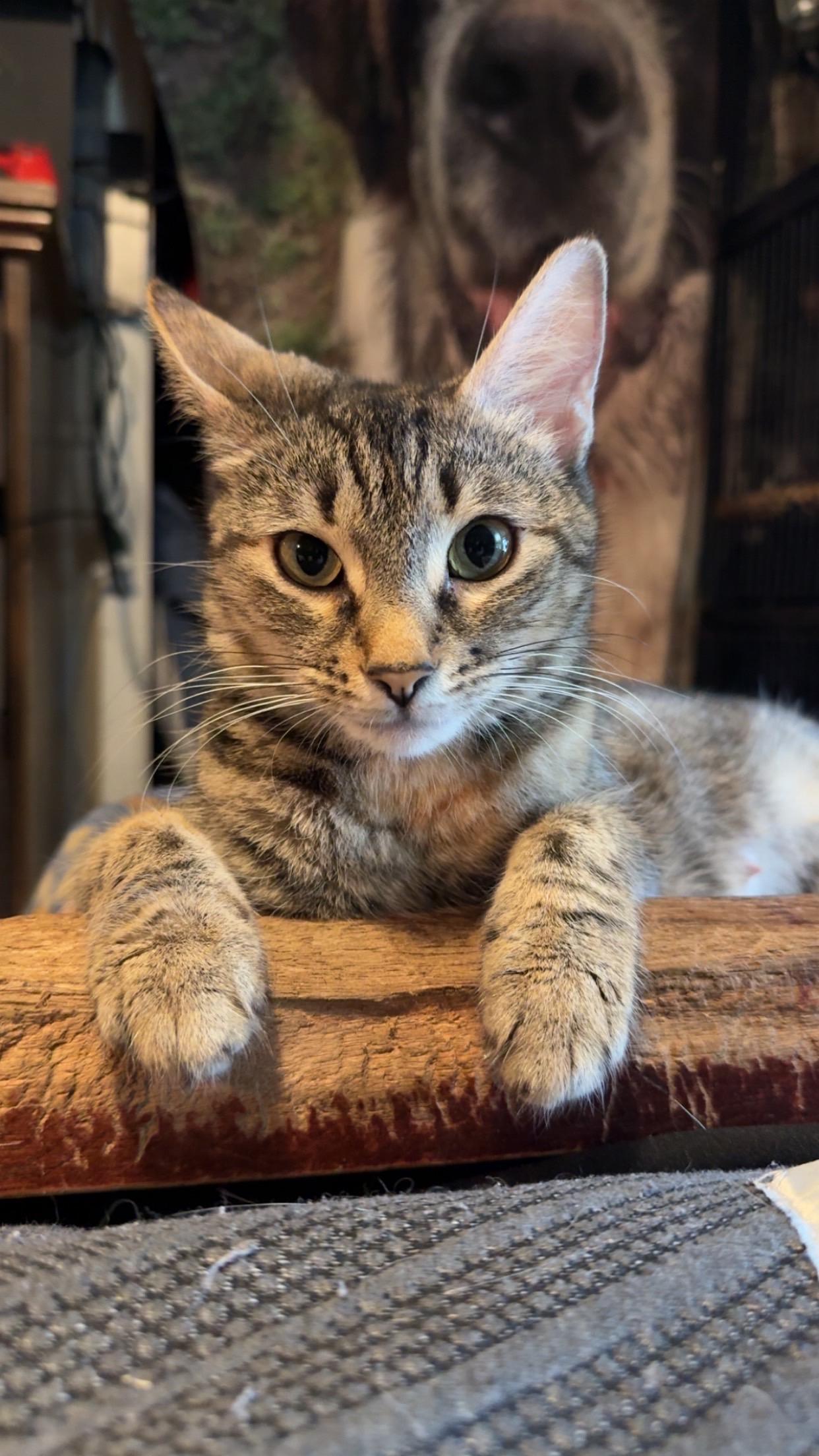 Ember, Adoptable, Adult Female Domestic Short Hair.