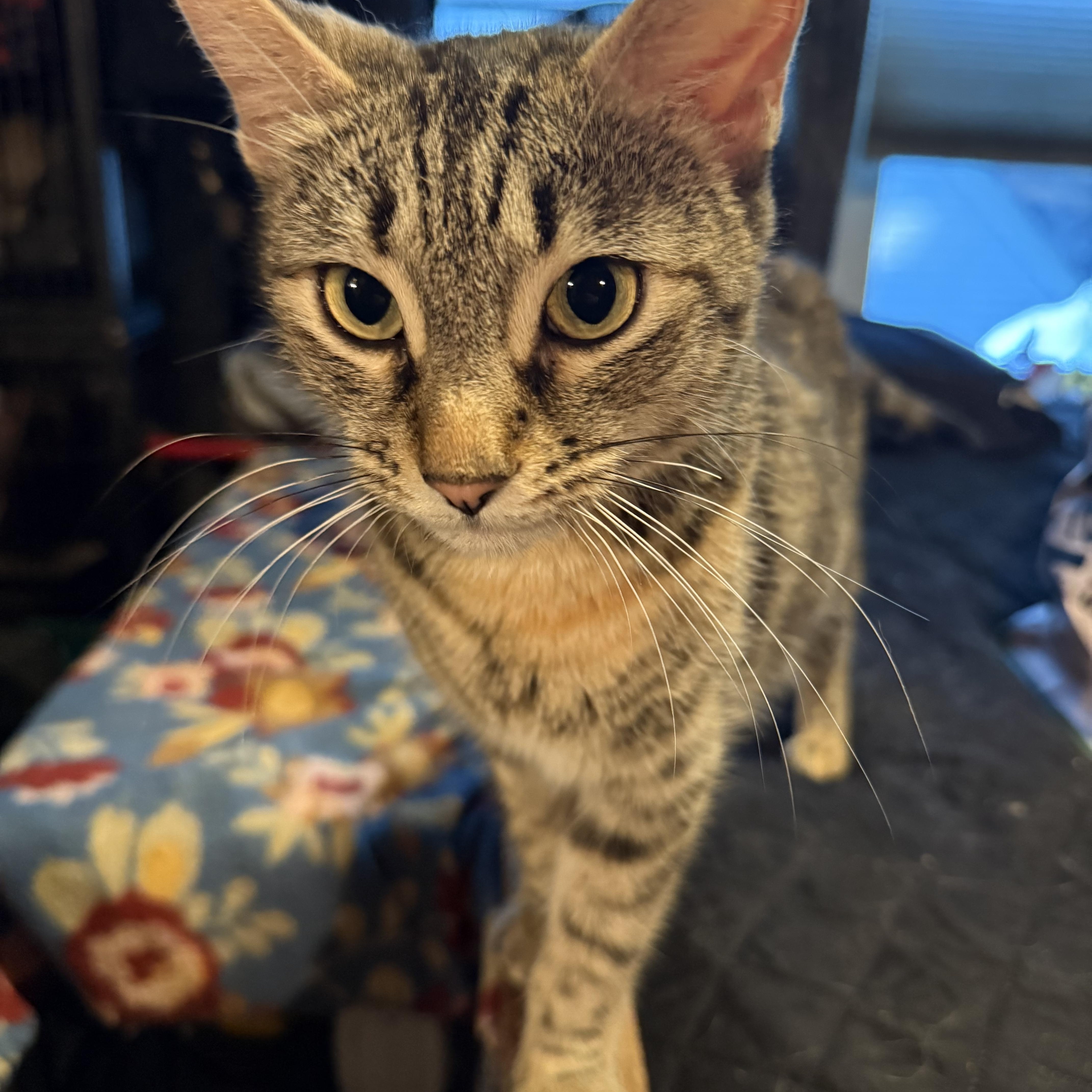 Enlarge Ember, a Adoptable Domestic Short Hair in Delmar, NY image 4/5