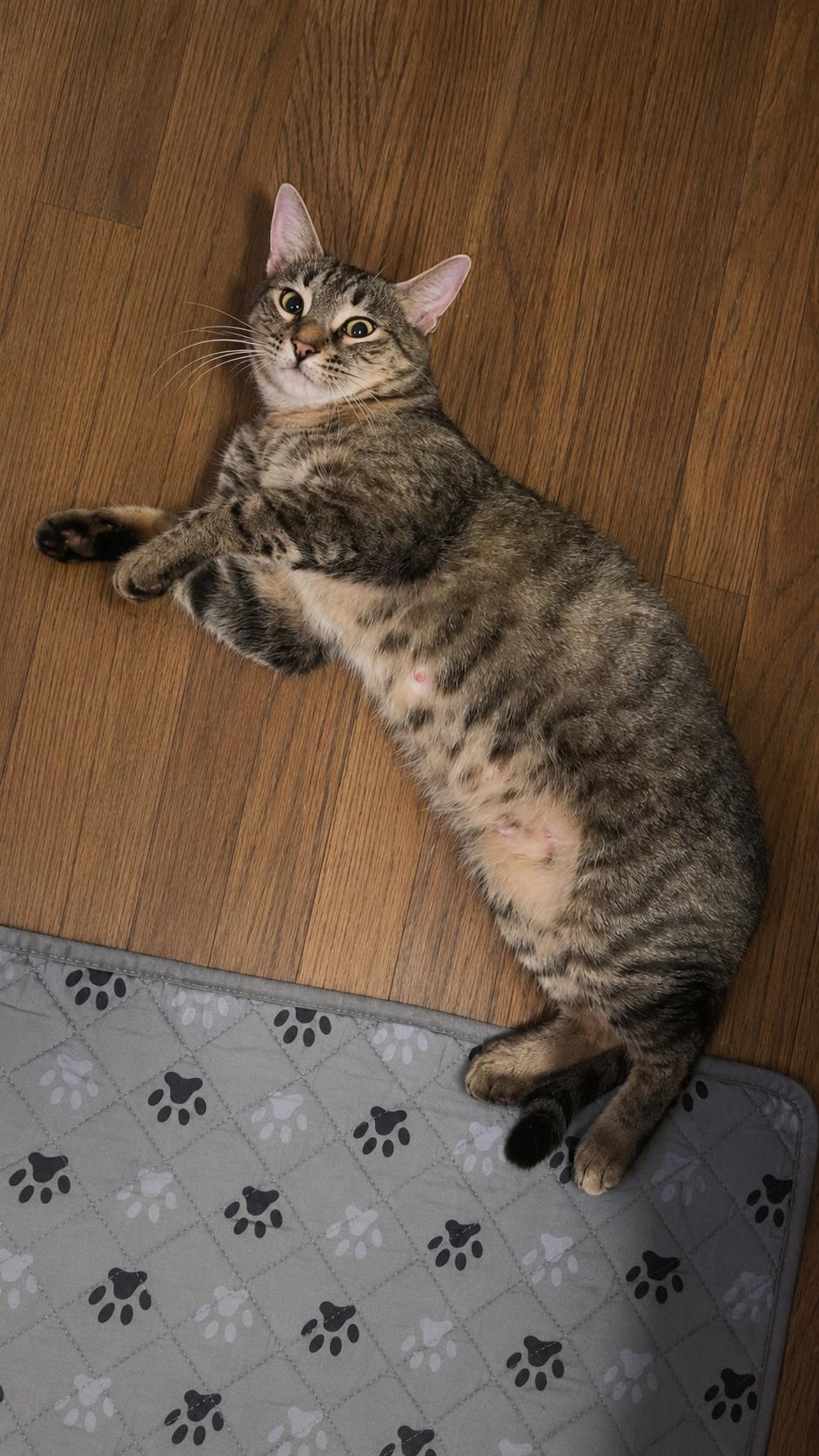 Enlarge Ember, a Adoptable Domestic Short Hair in Delmar, NY image 2/5