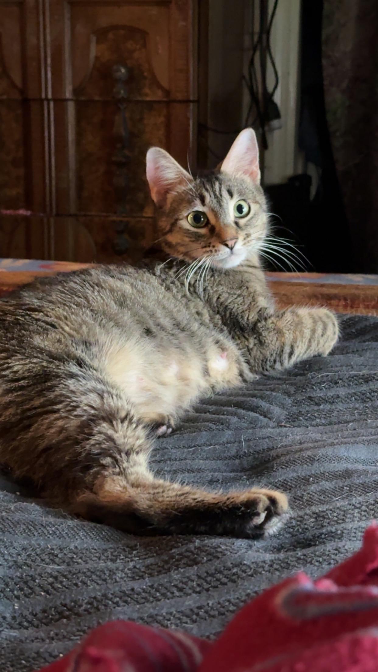 Enlarge Ember, a Adoptable Domestic Short Hair in Delmar, NY image 3/5