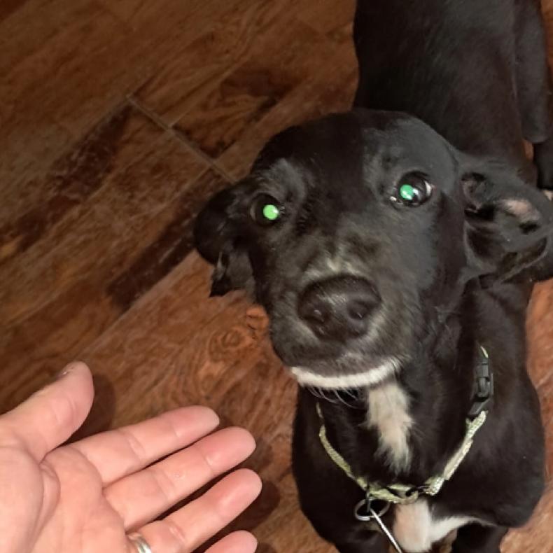 Enlarge Carvex, a Adoptable Mixed Breed in Fredericksburg, VA image 1/4