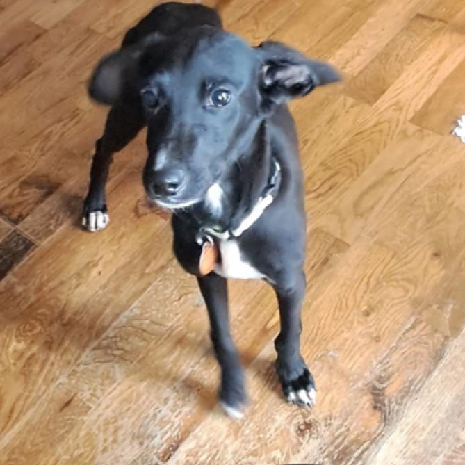 Enlarge Carvex, a Adoptable Mixed Breed in Fredericksburg, VA image 2/4