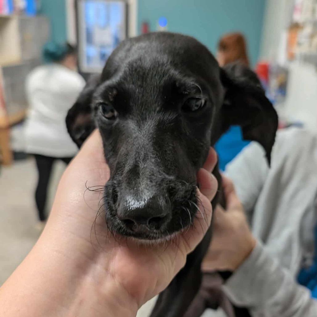 Enlarge Carvex, a Adoptable Mixed Breed in Fredericksburg, VA image 4/4