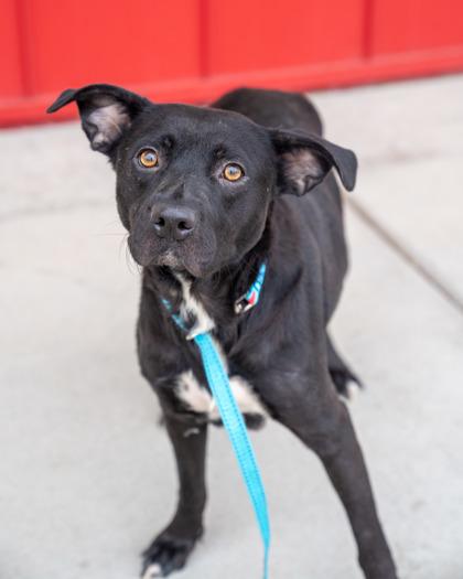 Missy, Adoptable, Adult Female Labrador Retriever & Mixed Breed.