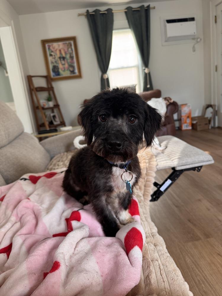 Enlarge Cookie, a Adoptable mixed breed in New York, NY image 2/6