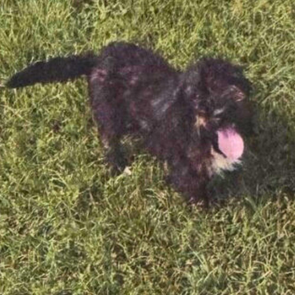 Enlarge Cookie, a Adoptable mixed breed in New York, NY image 3/6