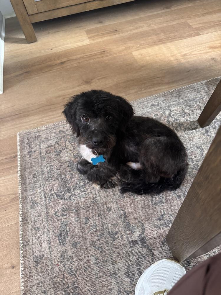 Enlarge Cookie, a Adoptable mixed breed in New York, NY image 4/6