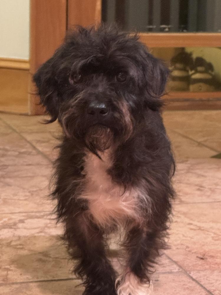 Enlarge Cookie, a Adoptable mixed breed in New York, NY image 5/6