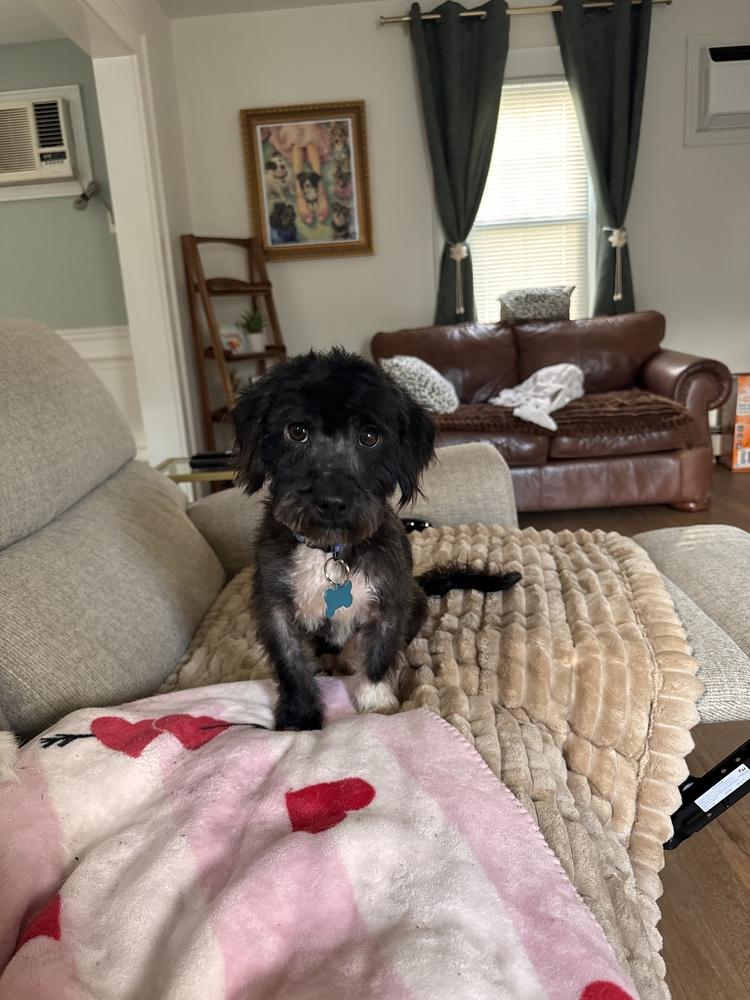 Enlarge Cookie, a Adoptable mixed breed in New York, NY image 6/6