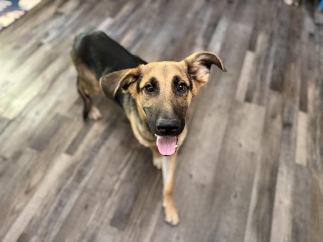 Enlarge Dunkin DoorDash, a Adoptable mixed breed in Woburn, MA image 4/6