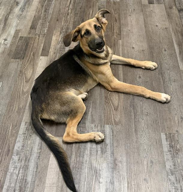 Enlarge Dunkin DoorDash, a Adoptable mixed breed in Woburn, MA image 2/6