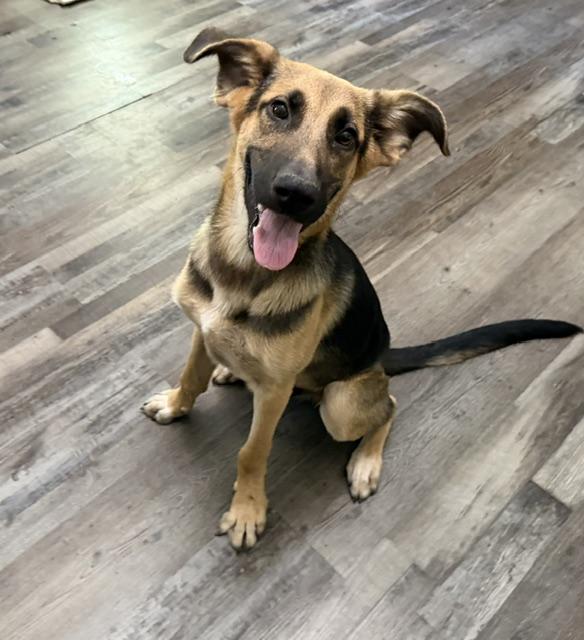Enlarge Dunkin DoorDash, a Adoptable mixed breed in Woburn, MA image 5/6